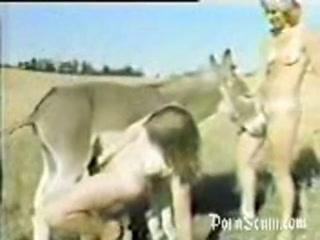 Porno sex animal Animal Porn