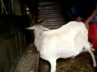 Animal Femeal Goat Manfuck - Boy Fucking Goat Indian Videos