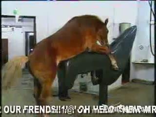 horse porn video