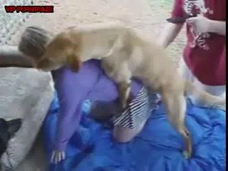 Golden Dog Try import Supper Dick Inside Tiny Pussy Girl